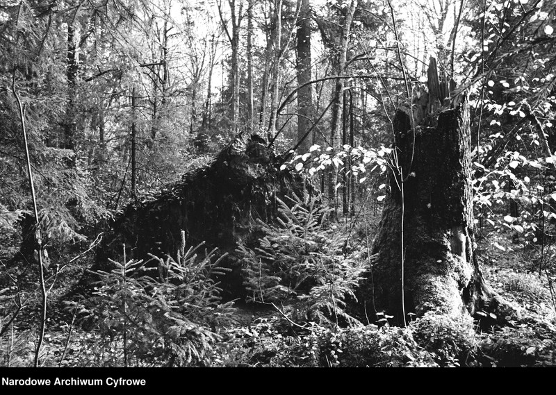 image.from.unit.number "Białowieża"