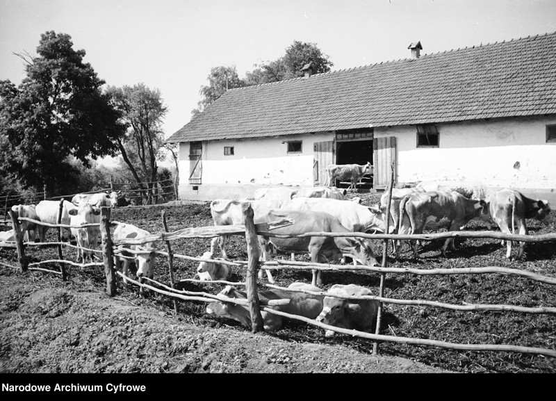 Obraz z zespołu "Archiwum fotograficzne Henryka Poddębskiego"