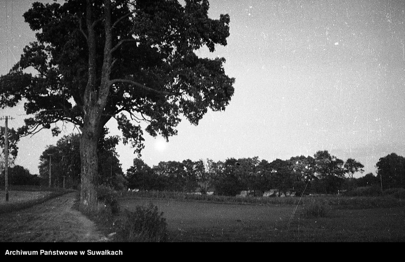 image.from.unit.number "Drzewo przy drodze."