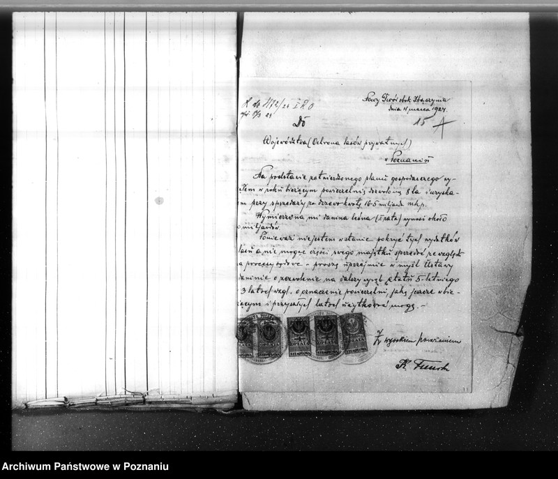 Obraz 13 z jednostki "Nadzór nad gospodarką w lasach majętności Nowy Dwór w powiecie nowotomyskim"