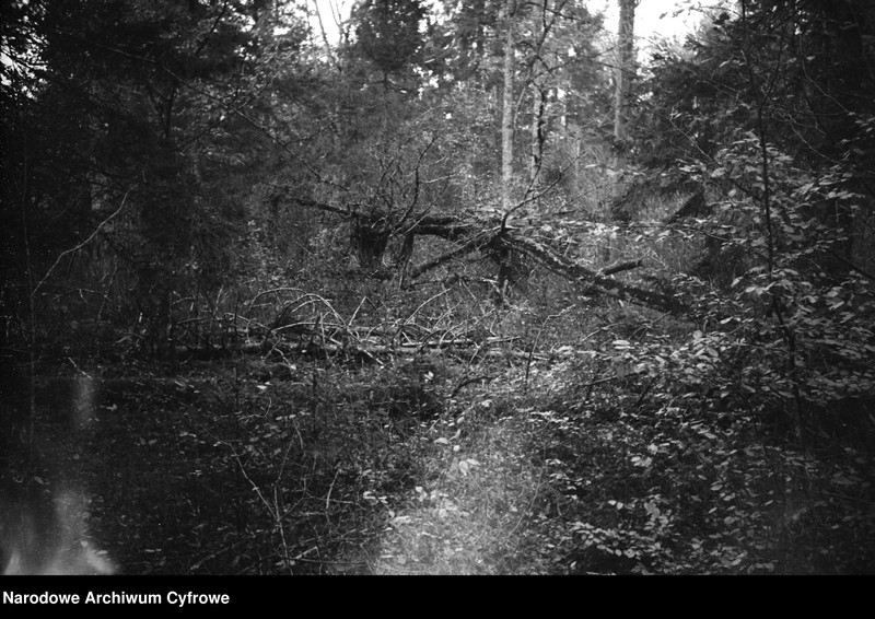 Obiekt Las. Powalone fragmenty drzew. z jednostki Białowieża