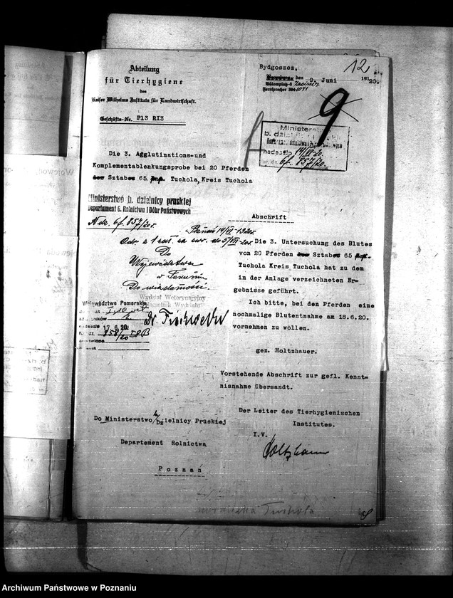 Obraz 16 z jednostki "Nosacizna - Tuchola"