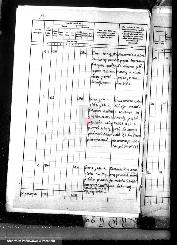 Obraz 17 z jednostki "Nadzór nad gospodarką w lasach majątku Lubinia-Wielka w powiecie jarocińskim"