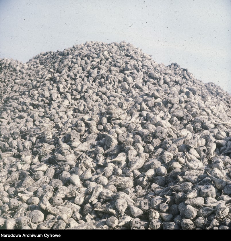 Obraz 14 z jednostki "Cukrownia "Michałów" w Lesznie koło Warszawy"