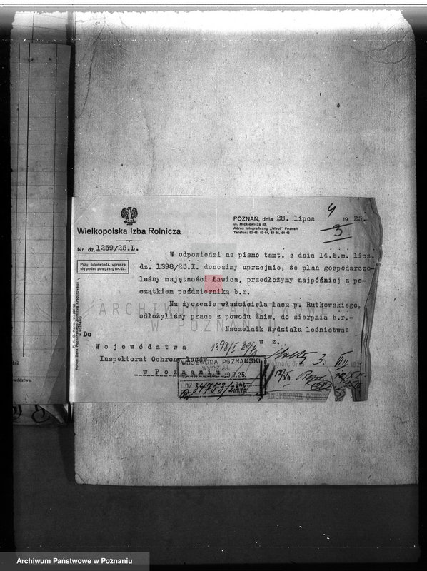 Obraz 8 z jednostki "Majętność leśna Ławica w powiecie międzychodzkim /nadzór nad gospodarką leśną/"