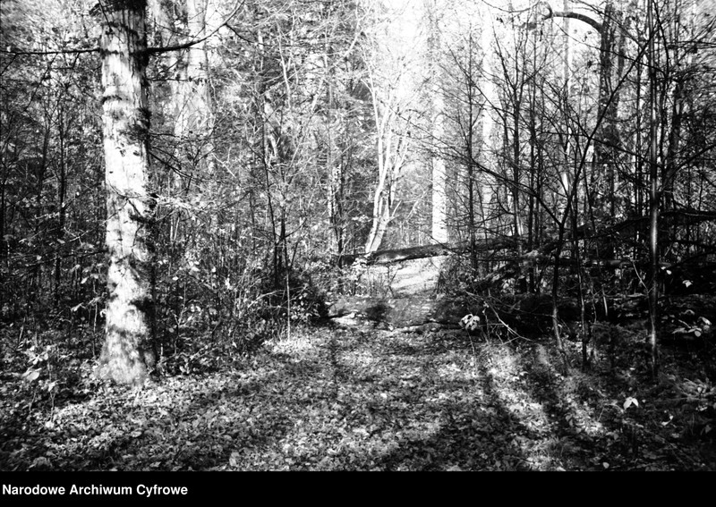 image.from.unit.number "Białowieża"