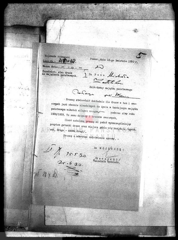 Obraz 9 z jednostki "Drzewostan majętności Pałczyn"