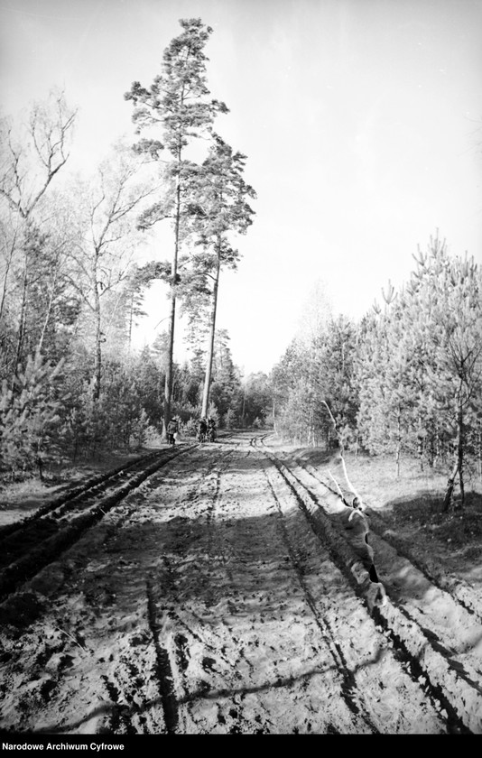 image.from.unit.number "Białowieża"