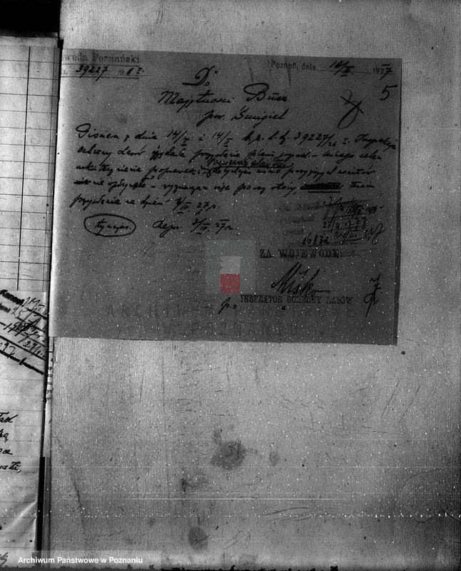 Obraz 9 z jednostki "Nadzór nad gospodarką w lasach majętności Bucz powiat kościański"