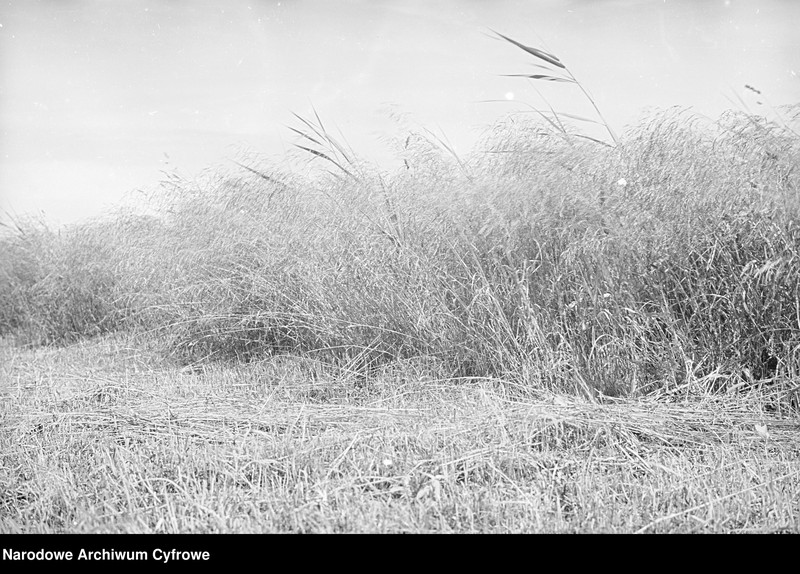 image.from.unit.number "Rolnictwo. Łąki, sianokosy"