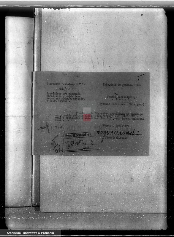 Obraz 9 z jednostki "Majątek Krwony powiat kolski /nadzór nad gospodarką leśną/"