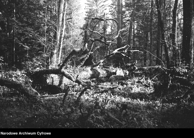 image.from.unit.number "Białowieża"