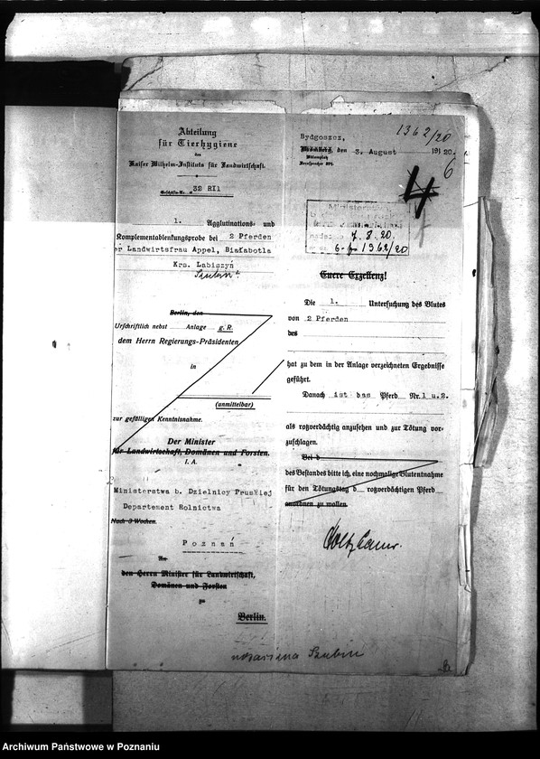 Obraz 10 z jednostki "Nosacizna - Szubin"