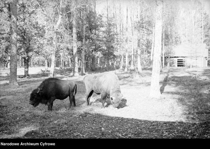 image.from.unit.number "Białowieża"