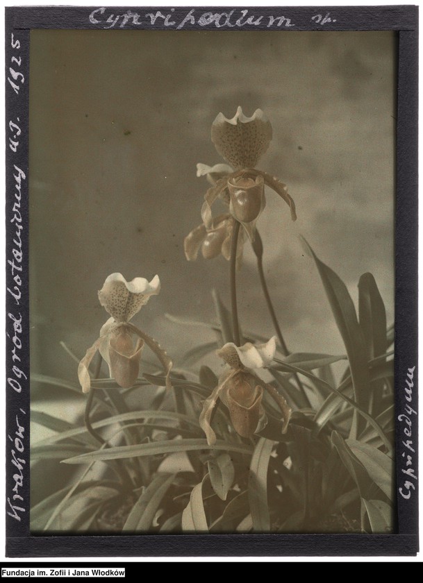 image.from.unit.number "Paphiopedilum (sabotek). Kraków, Ogród Botaniczny UJ"