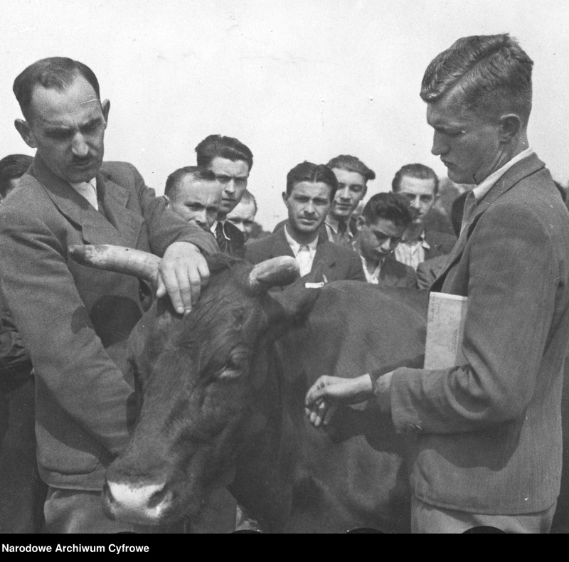 Uczniowie poznają mleczność krowy.