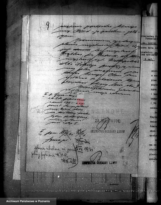 Obraz 15 z jednostki "Nadzór nad gospodarką w lasach majątku Ujazd powiat kościański"