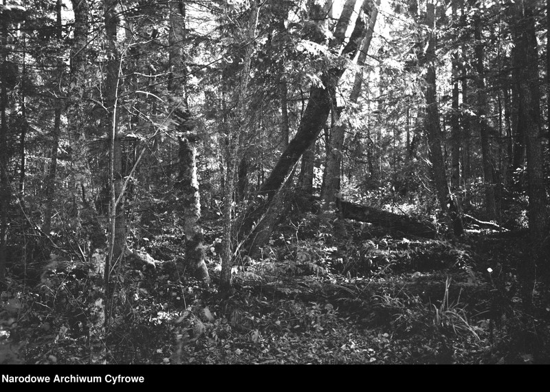 image.from.unit.number "Białowieża"