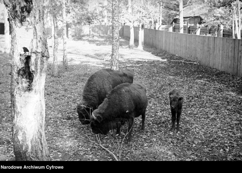 image.from.unit.number "Białowieża"