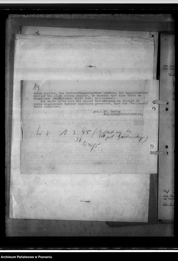 Obraz 18 z jednostki "Einfuhr von Karakulschafen aus den Besetzten Ostgebieten"