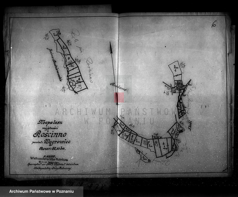 Obraz 10 z jednostki "Nadzór nad gospodarką w lasach majętności Rościnno powiat wągrowiecki"