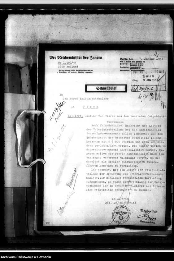 Obraz 6 z jednostki "Einfuhr von Tieren aus den besetzten Ostgebieten - auch der Schwarzmeerdeutschen"