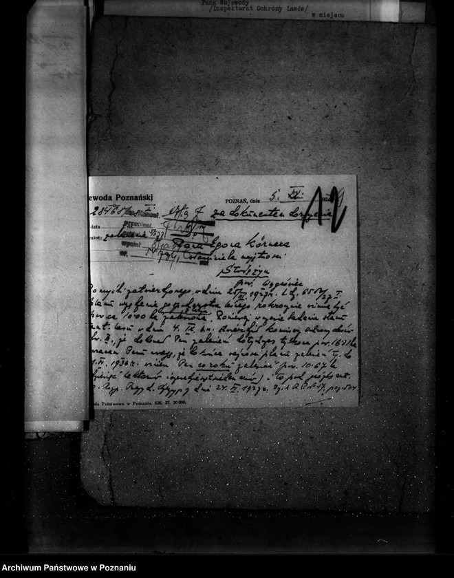 Obraz 20 z jednostki "Majętność leśna Stołężyn powiat wągrowiecki"