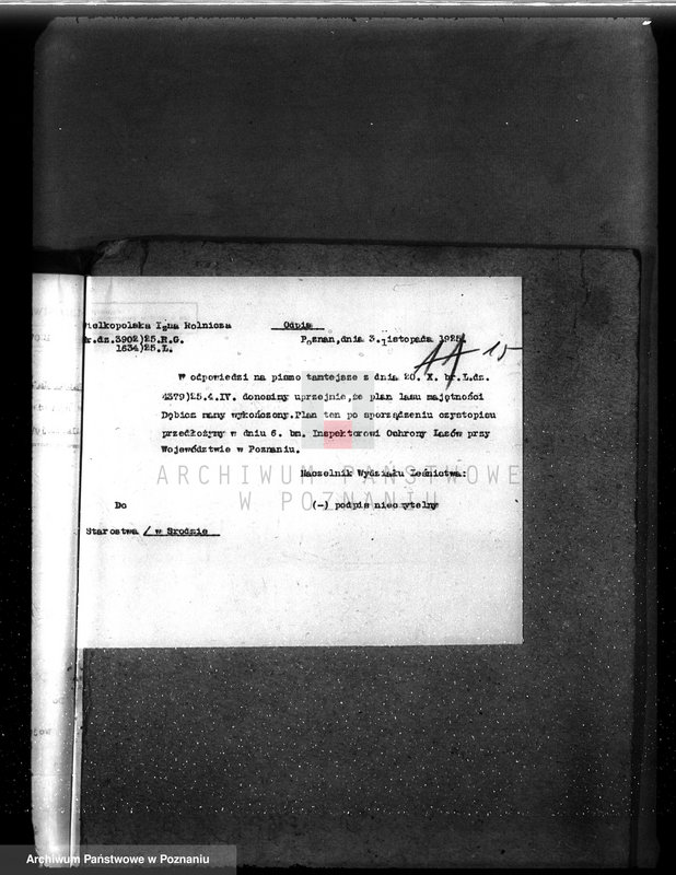 Obraz 19 z jednostki "Nadzór nad gospodarką w lasach majętności Dębicz powiat średzki"