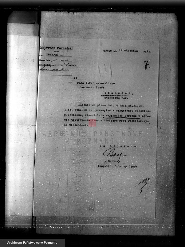 Obraz 11 z jednostki "Majętność Borówko Stare /nadzór nad gospodarką leśną/"