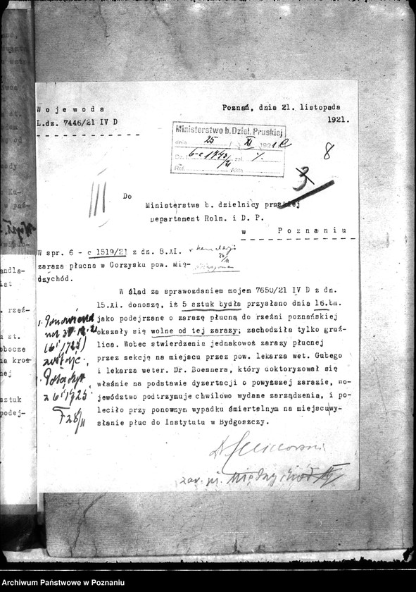 Obraz 12 z jednostki "Zaraza płucna - Międzychód"