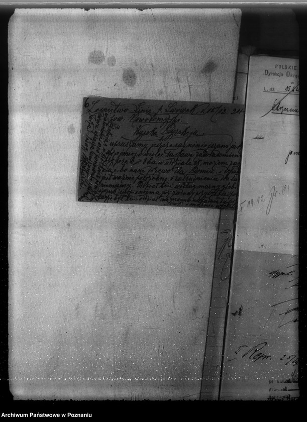 Obraz 10 z jednostki "Majętność leśna Linie w powiecie nowotomyskim"