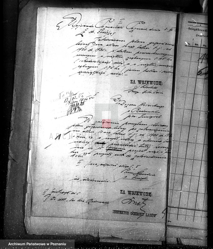 Obraz 9 z jednostki "Las parafialny kościoła w Radomicku powiat kościański"