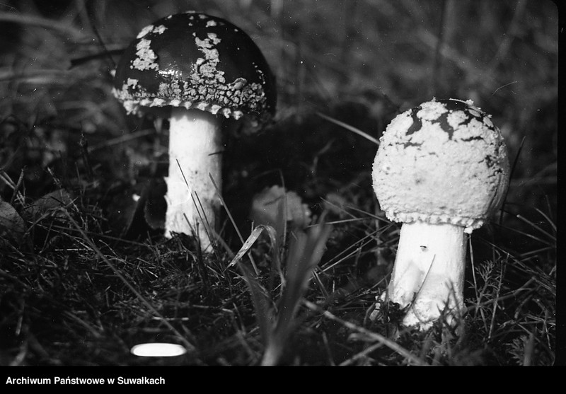 image.from.unit.number "Muchomory."