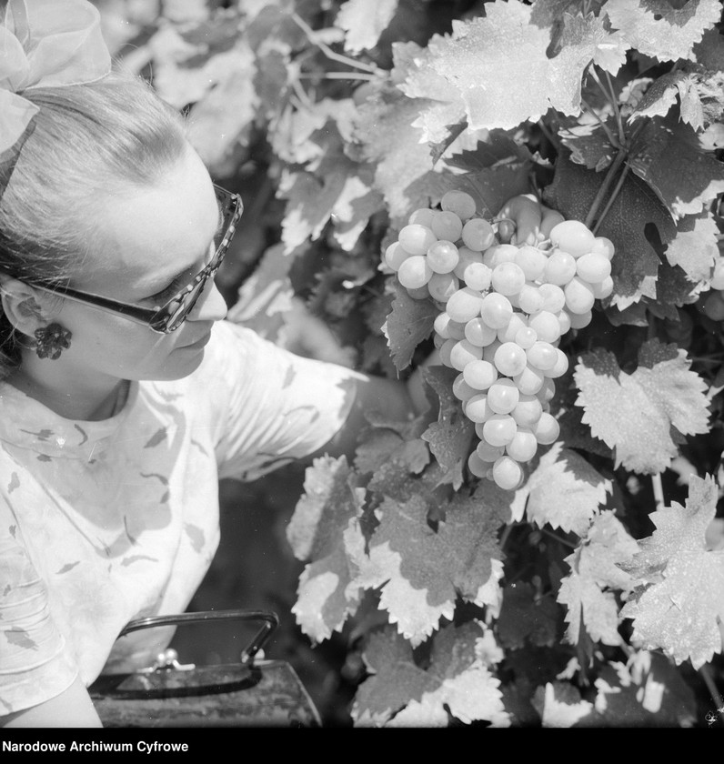 image.from.unit.number "Zakład produkcyjny Przedsiębiorstwa Handlu Zagranicznego "Hortex" w Górze Kalwarii"