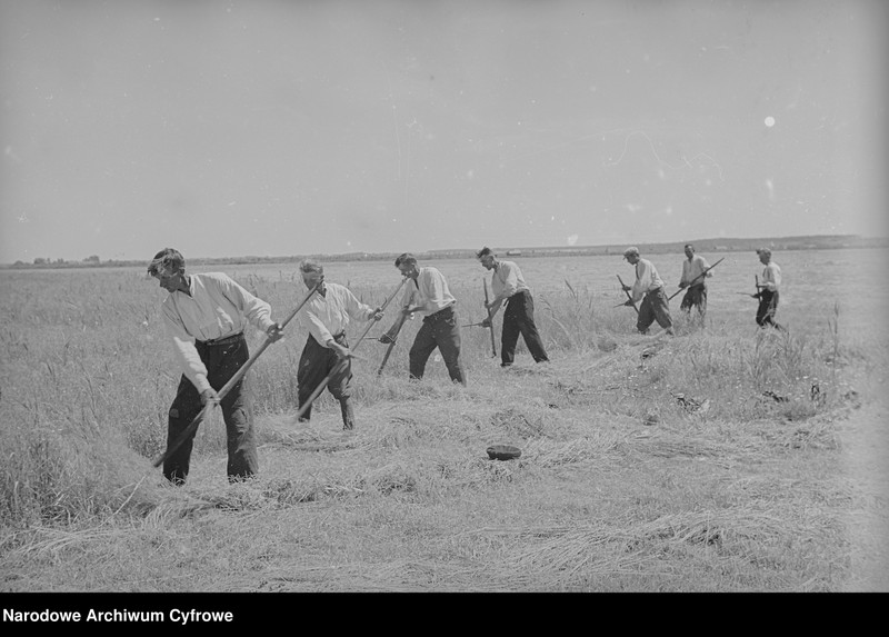 image.from.unit.number "Rolnictwo. Łąki, sianokosy"