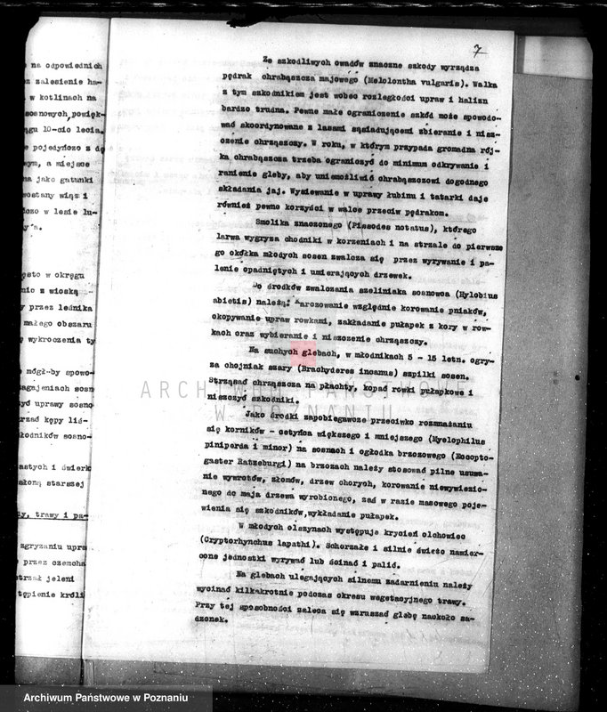 Obraz 11 z jednostki "Nadzór nad lasami/ majątku Lubasz powiatu czarnkowskiego"