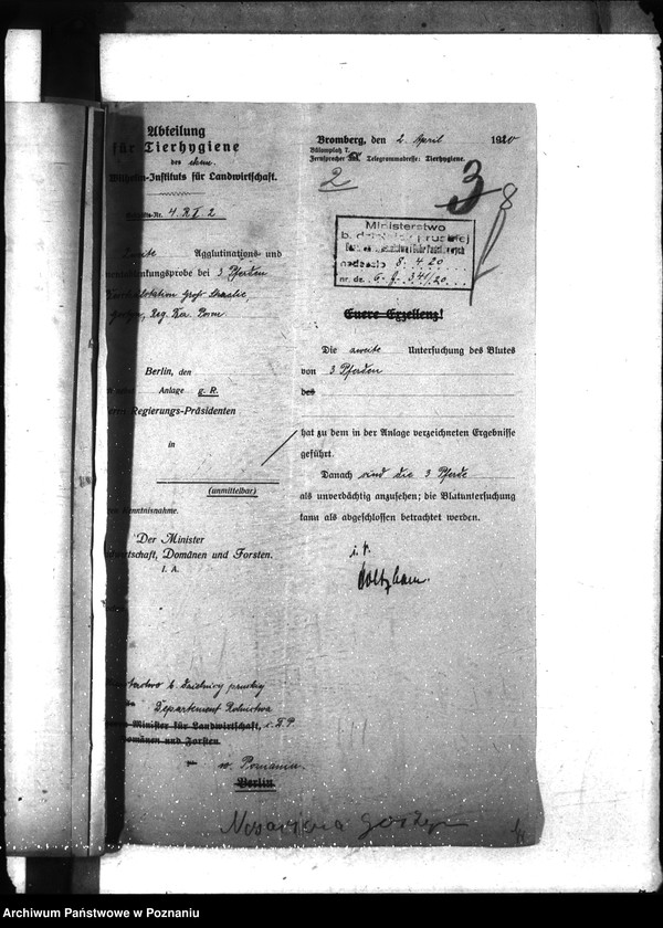 Obraz 12 z jednostki "Nosacizna - Gostyń"