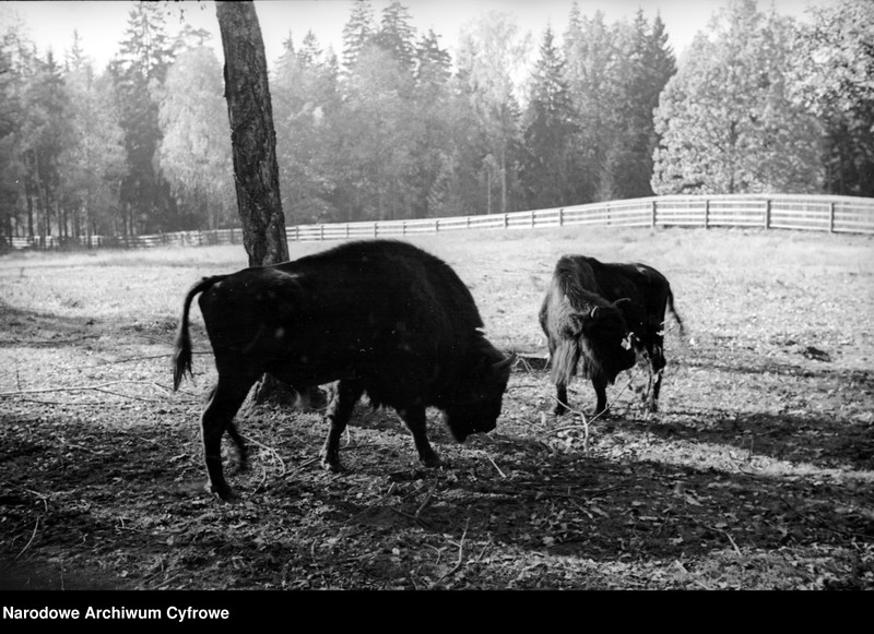 image.from.unit.number "Białowieża"