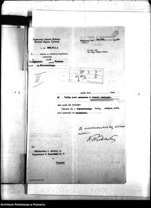 Obraz 16 z jednostki "Nosacizna - Witkowo"