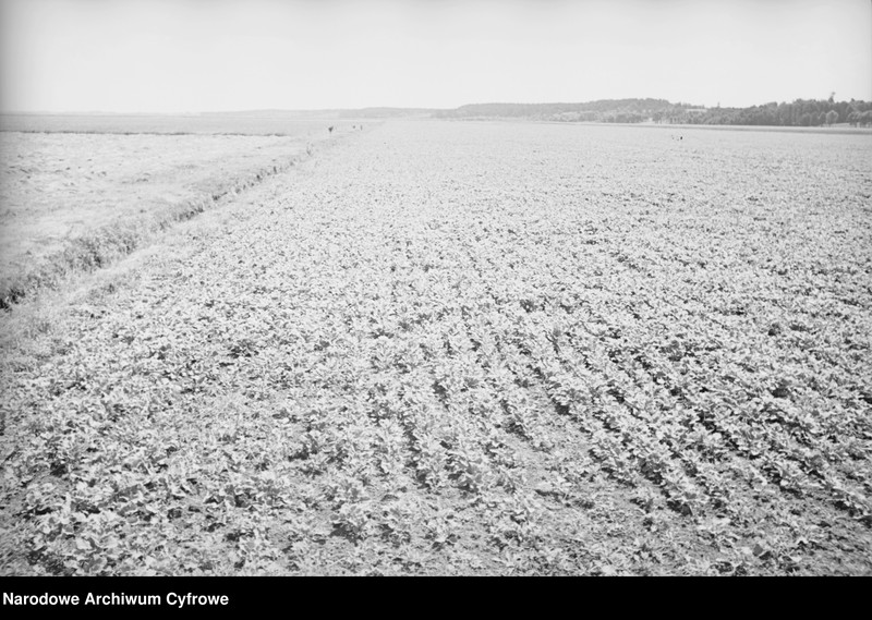 image.from.unit.number "Rolnictwo. Łąki, sianokosy"