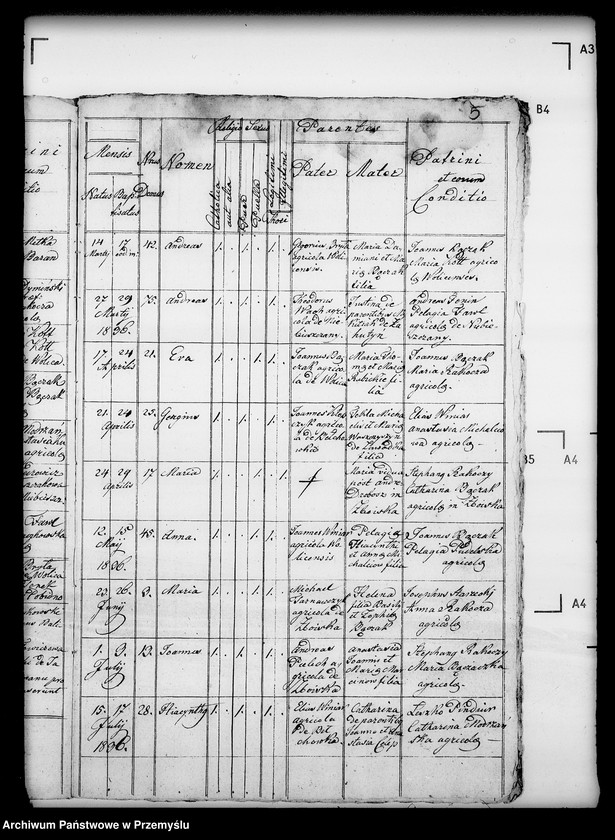 Obraz 9 z jednostki "[Kopie ksiąg metrykalnych parafii Wolica z filiami Bełchówka, Zboiska (dekanat Buków)]"