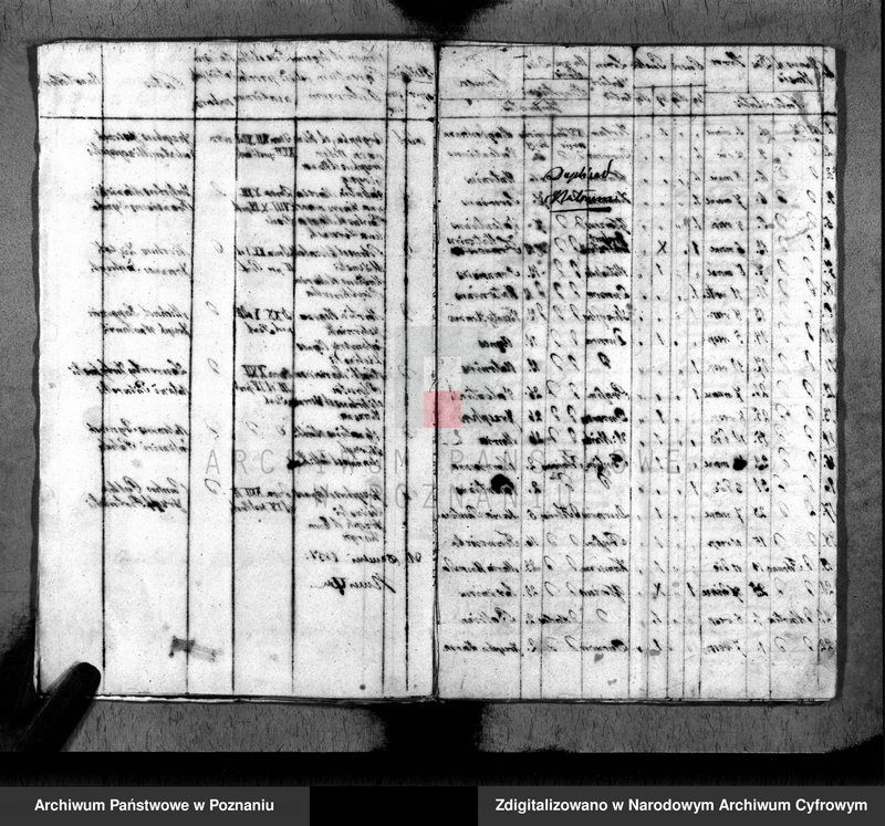 Obraz 7 z jednostki "Duplikat baptisatorum, copulatorum, mortuorum"