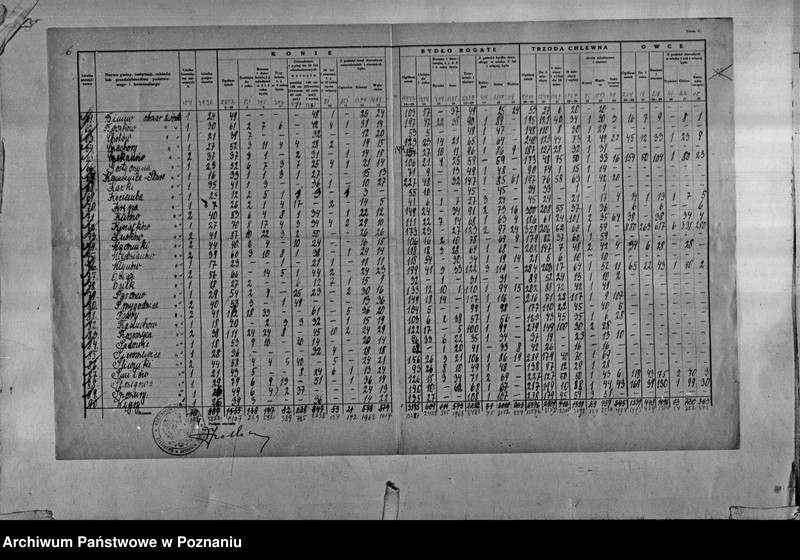 Obraz 7 z jednostki "Spis koni, bydła, trzody chlewnej i owiec - zestawienie z terenu powiatu ostrowskiego"