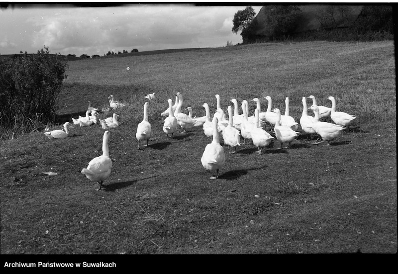 image.from.unit.number "Hodowla gęsi."