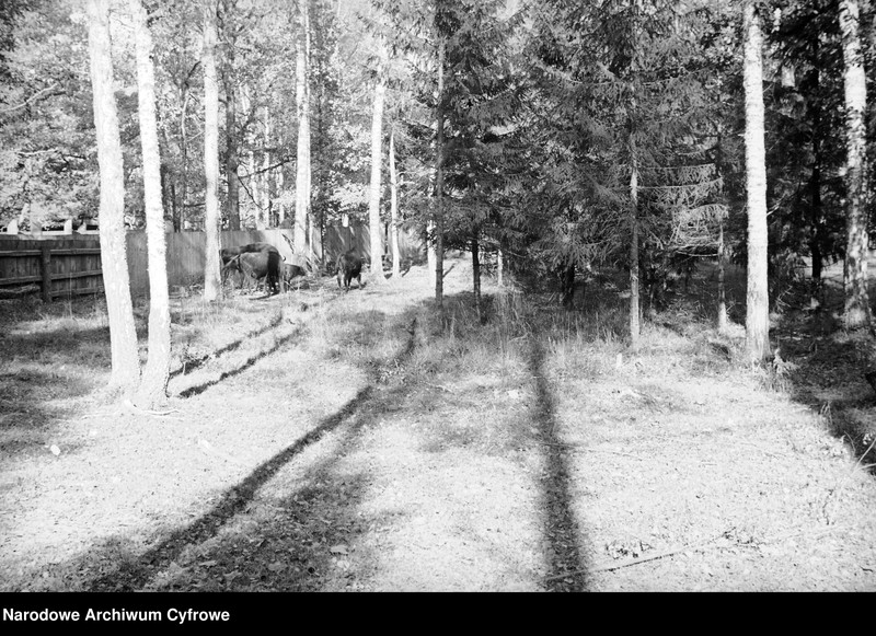 image.from.unit.number "Białowieża"