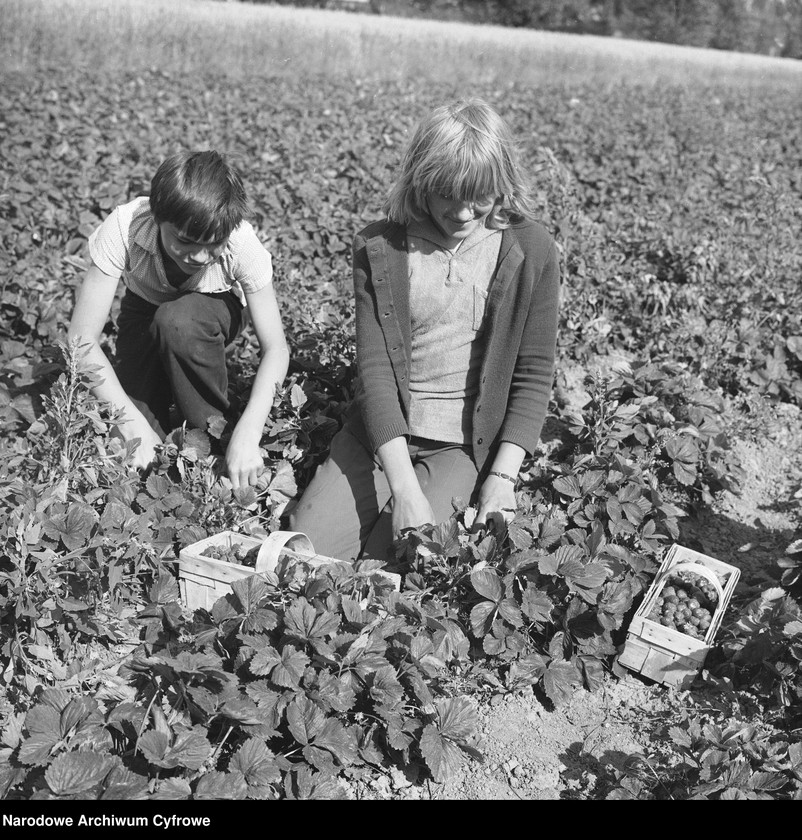 image.from.unit.number "Zbiór truskawek, skup owoców i warzyw we wsi Sobienie-Jeziory"