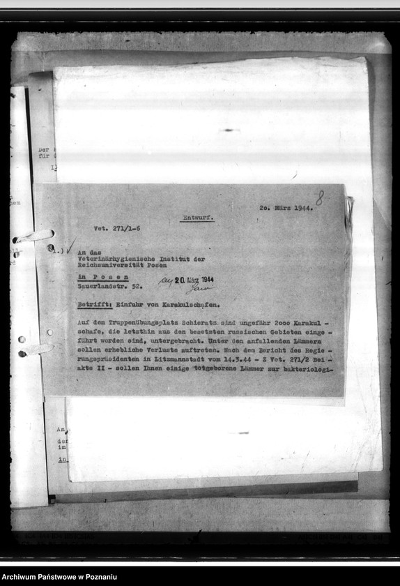 Obraz 12 z jednostki "Einfuhr von Karakulschafen aus den Besetzten Ostgebieten"