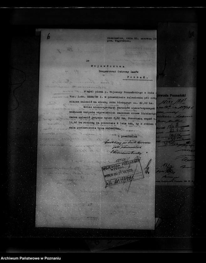 Obraz 10 z jednostki "Majętność leśna Czesławice powiat wągrowiecki własność Koerner"