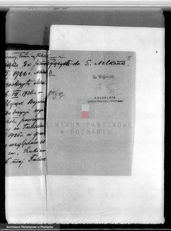 Obraz 8 z jednostki "Las miasta Tuliszkowo powiat koniński"