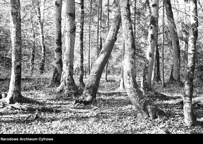 image.from.unit.number "Białowieża"